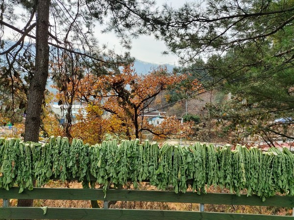 변화산기도원-무청시래기 