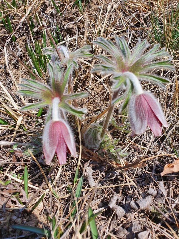  할미꽃의 꽃말: 충성, 슬픈추억