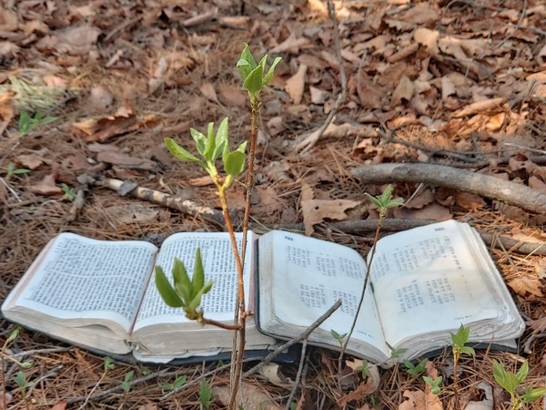 내 아버지 최우용원장(변화산기도원)이 사용하던 성경책과 찬송가 30년만에 산 기도처소에서 발견하다