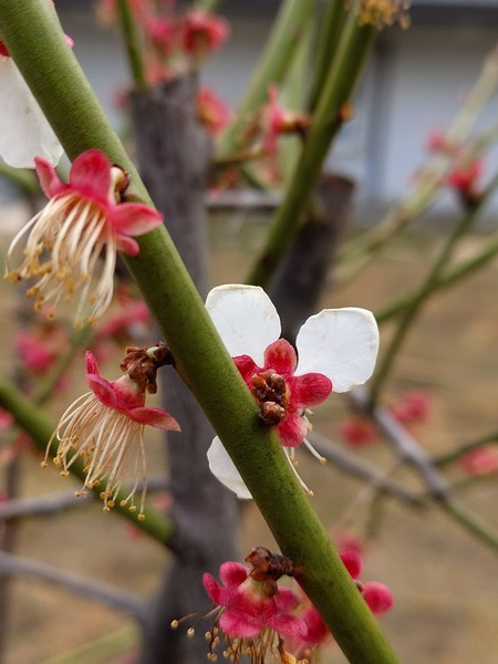 사진제공, 김경자목사