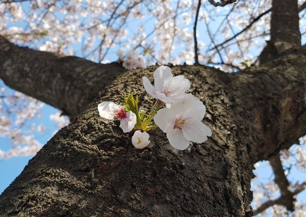 사진제공, 정장면목사