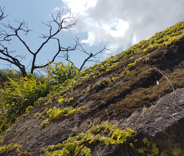  사진제공, 정장면목사