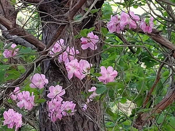 변화산기도원(춘천)