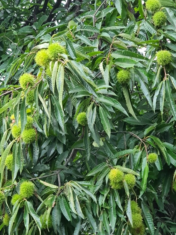 기도원 정문에 있는 밤나무. 올해도 어김없이 많은 열매로 기쁨을 주고 있다.