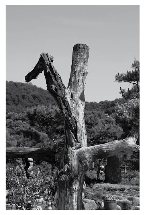 사진, 이일화 저자 제공