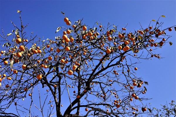 사진제공: 이일화목사