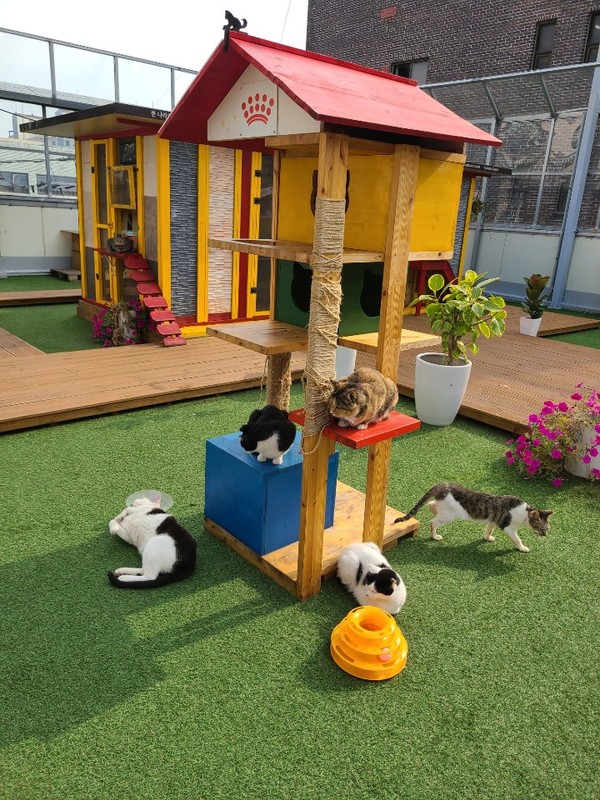 센터, 길고양이 휴식장소