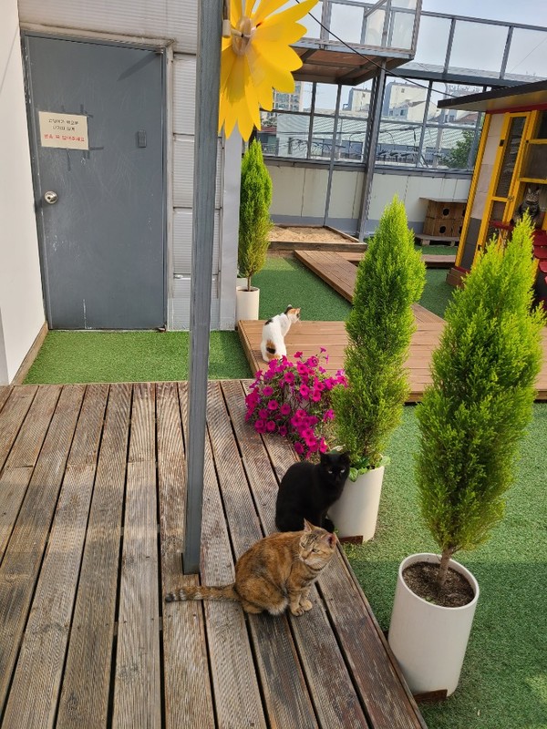 센터, 길고양이 휴식센터