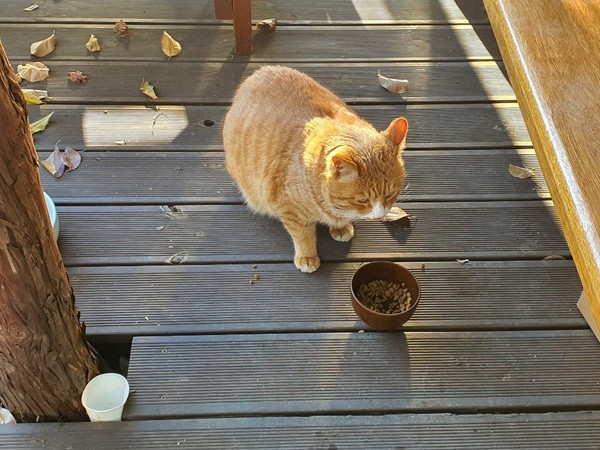 본푸른교회, 길고양이 무료급식
