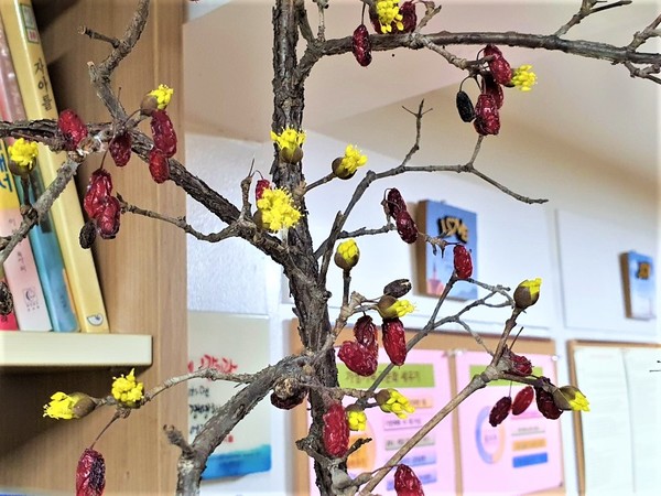 작년 가을에 꺾어다 놓은 나무가 죽었다고 생각했는데 최근에 꽃을 피웠다. 