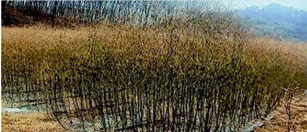 LH직원 부동산 매입후 빼곡히 심어 놓은 나무들