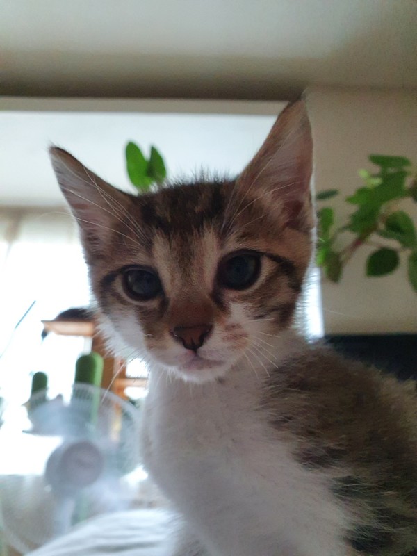 길냥이 수컷, '쭈니'