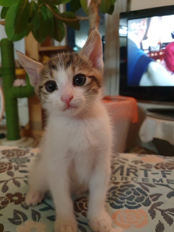 길냥이 암컷 "쏘쓰'