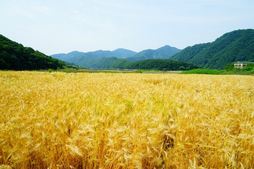 이강천 원장의 사진 작품, '보리피리' 바나바훈련원 에서