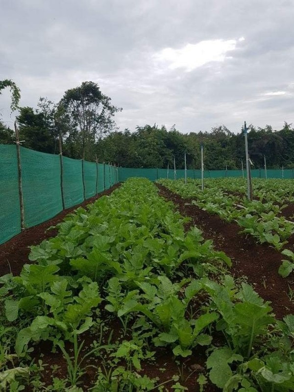 3000평의 야채밭