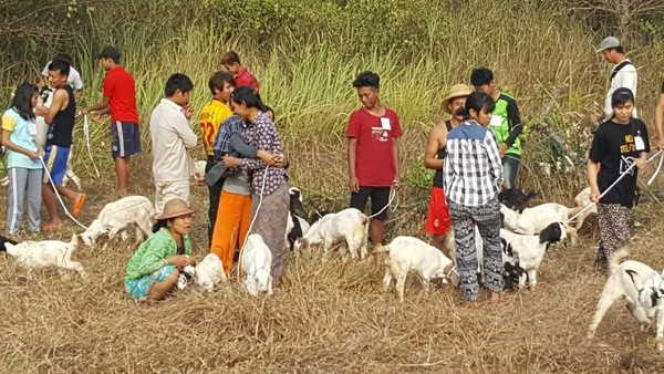가난한 청년들에게 기부하는  염소떼