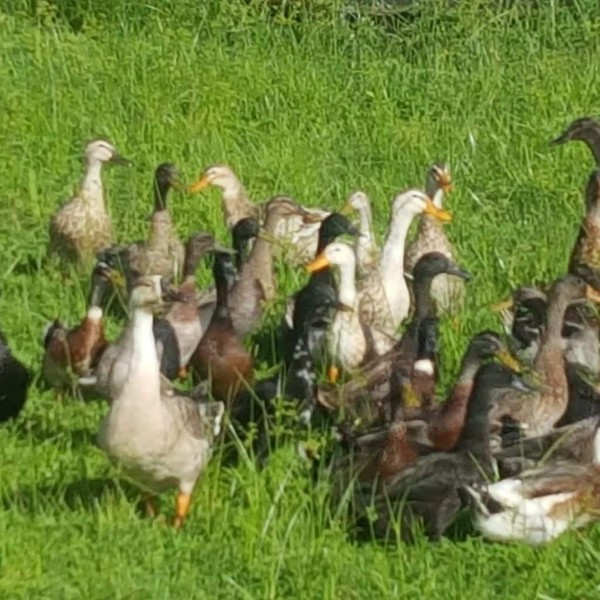 사육하는 닭과 오리