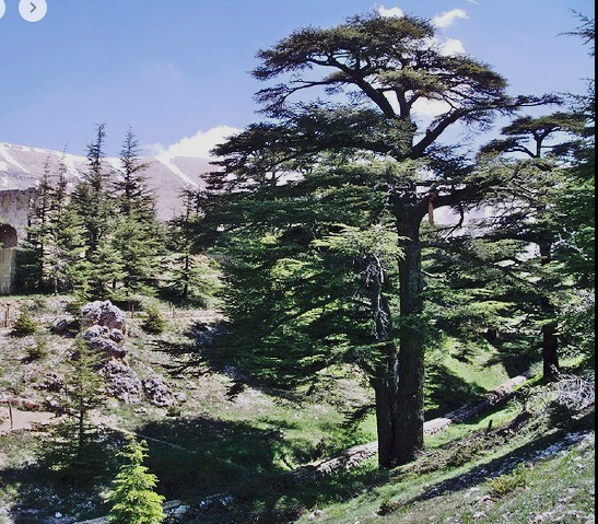 갸다샤계곡과 백향목 숲