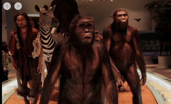 화석인류(화석으로만 존재하는 인류):오스트랄루피테쿠스 인류의 발상지 아프리카 최초의 유인원