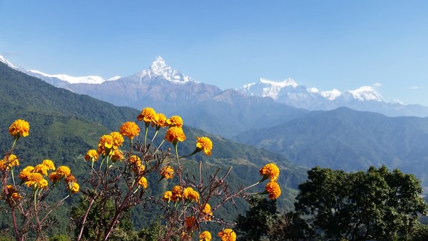  덤푸스마을에서 바라본 마차푸차레와 히말산군