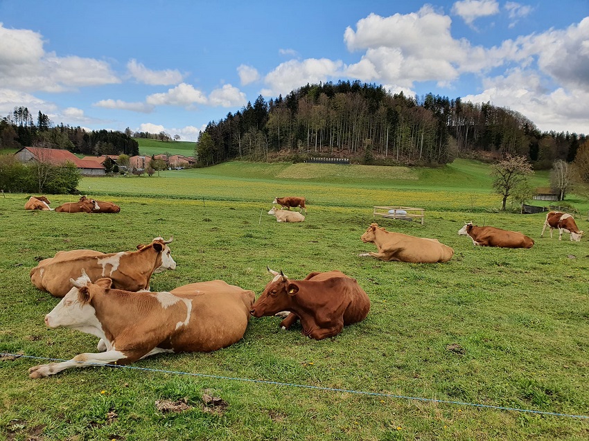 스위스 산골 마을과 목가적 풍경