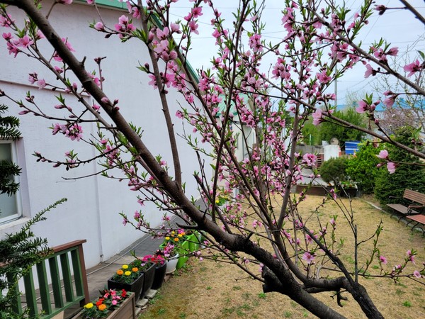 본푸른교회 마당-복숭아 꽃