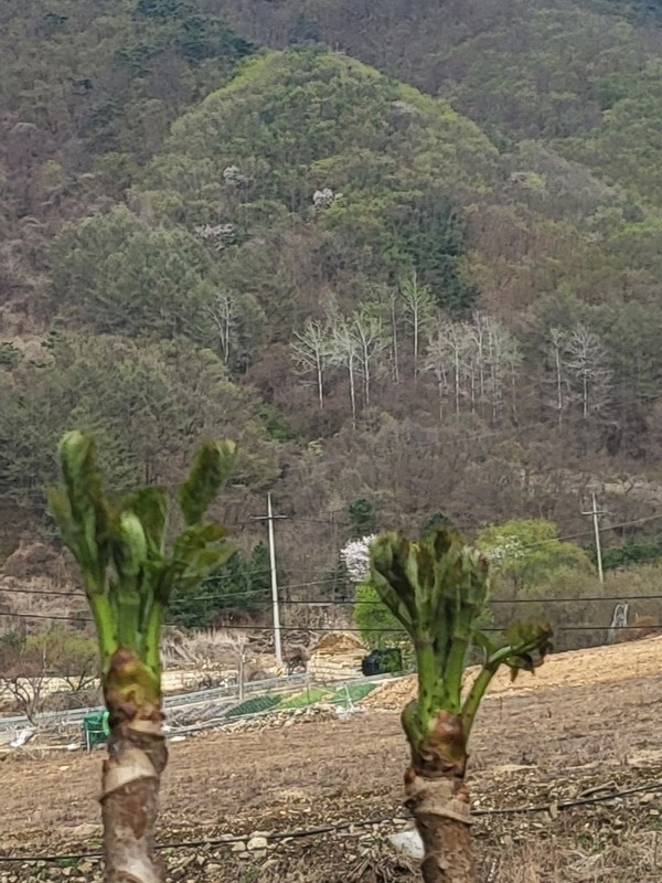 야생두룹-정대식 성도