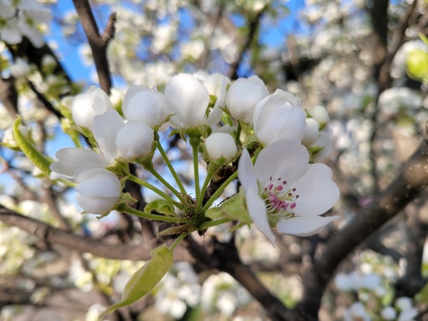 본푸른교회 마당-배꽃