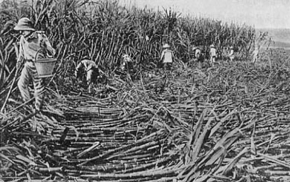 멕시코 에네켄 농장의 한국노동자들(출처:경북매일신문)