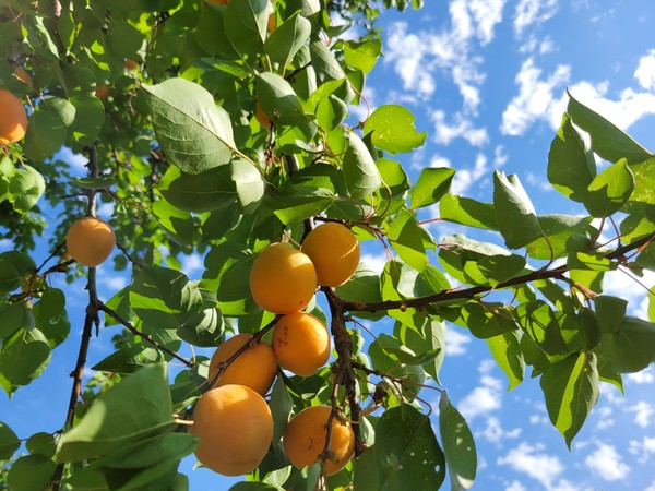 교회마당_살구열매