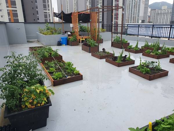 순복음명륜교회 도시 농업