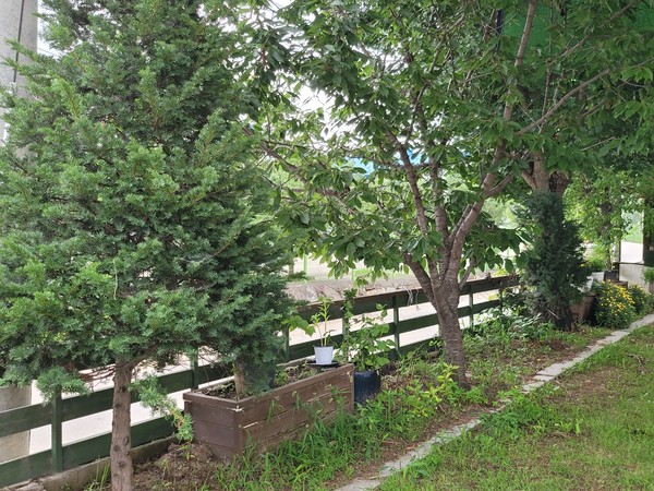 주목_체리_은행나무