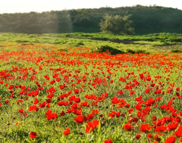 성경에 나오는 '백합화'에 대하여 성서식물학자들은 미나리아재비과인 아네모네(Anemone, 우리말로 '바람꽃속')를 가르킨다. 이는 예수님이 살던 시대와 장소에서 들판에 야생하며 살았으며 지금도 살고 있는 꽃은 이것밖에 없다. 출처 : http://www.indica.or.kr/xe/flower_story/