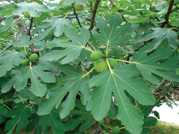 무화과나무는 뽕나무과(Ficus carica) 나무로 성경에는 60여 회가 언급되었다. 무화과(無花果)는 ‘꽃이 없는 열매’라는 뜻이다. 그래서 흔히 사람들은 정말 꽃이 없이 열매가 열리는 것으로 안다. 그러나 무화과는 꽃이 필 때 꽃받침과 꽃자루가 길쭉한 주머니처럼 굵어지면서 수많은 작은 꽃들이 주머니 속으로 들어가 버리고 맨 윗부분만 조금 열려 있다. 그래서 꽃이 피는 것을 보지도 못했는데, 어느 날 열매가 익기 때문에 그만 꽃이 없는 과일로 알려지고 만 것이다. 출처, [우리 나무의 세계 https://100.daum.net/]