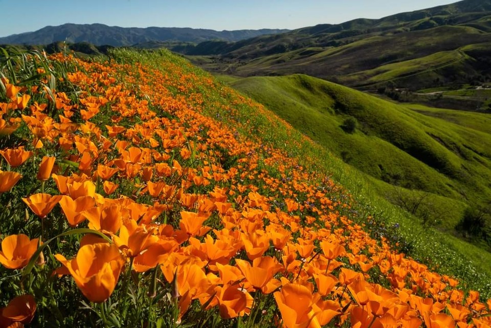 캘리포니아의 봄꽃 (사진제공 : 정준모 목사)