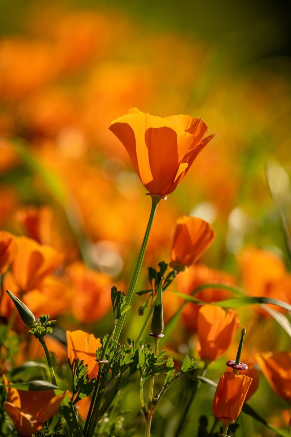 캘리포니아의 봄꽃 (사진제공 : 정준모 목사)