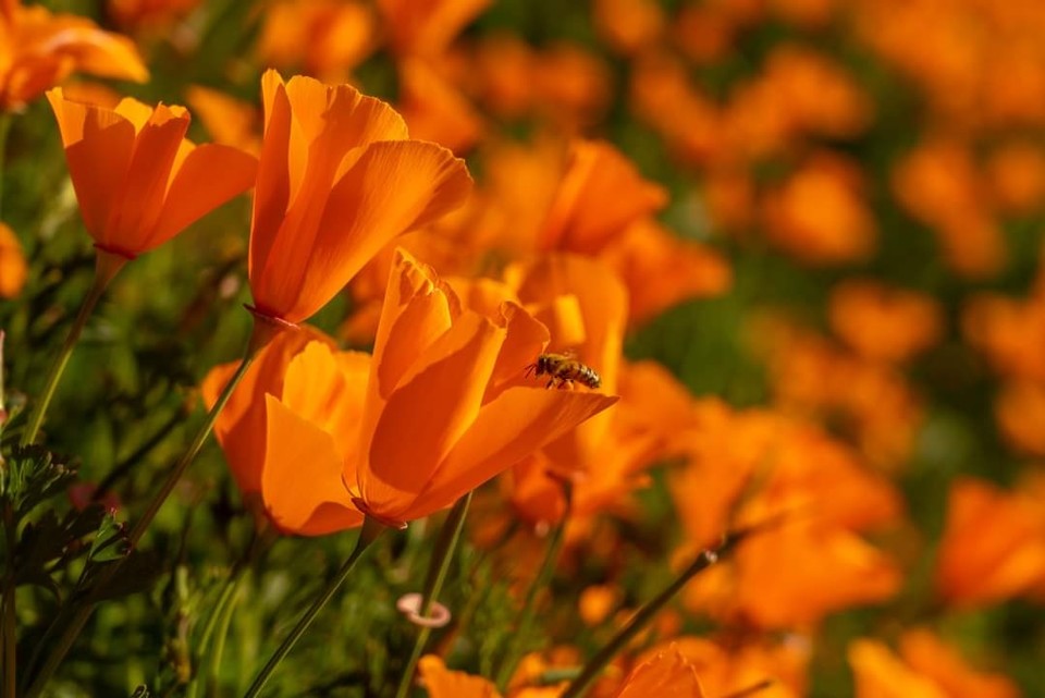 캘리포니아의 봄꽃 (사진제공 : 정준모 목사)