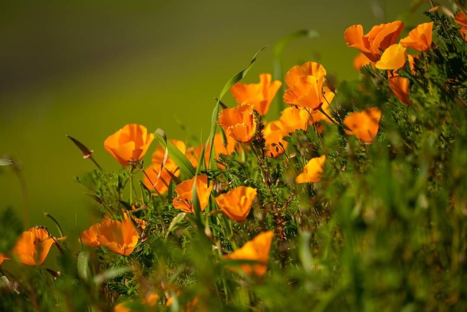 캘리포니아의 봄꽃 (사진제공 : 정준모 목사)