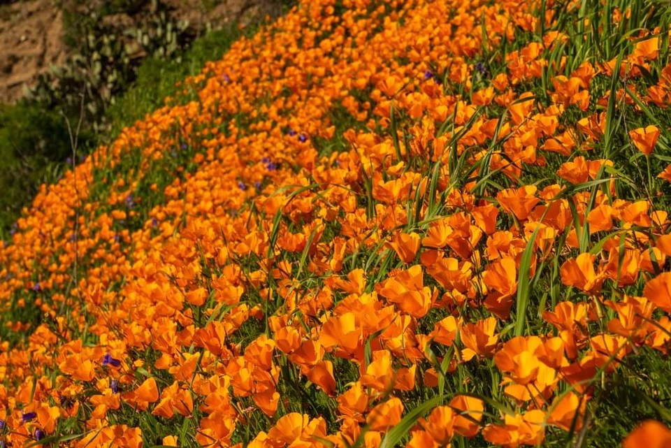 캘리포니아의 봄꽃 (사진제공 : 정준모 목사)