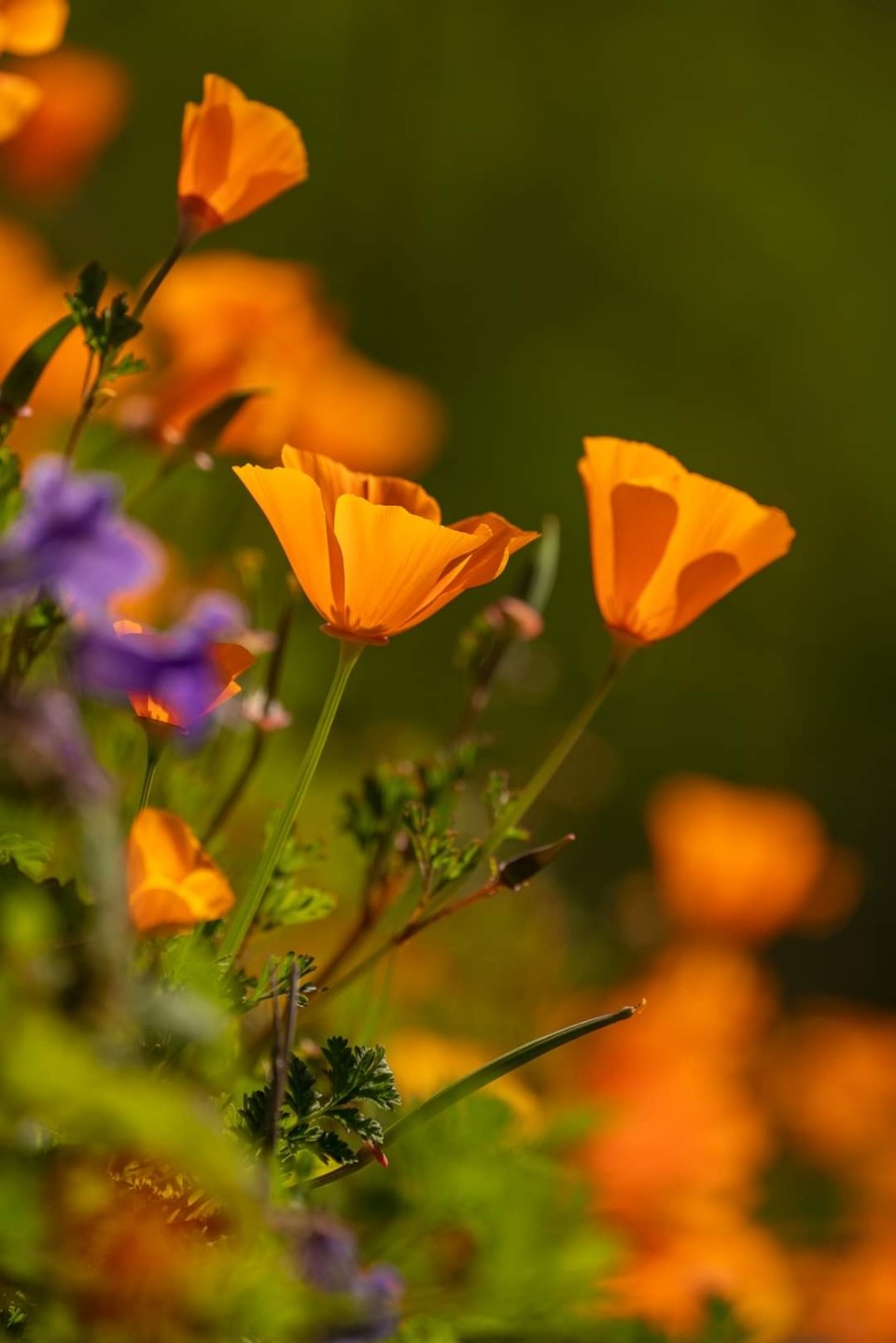캘리포니아의 봄꽃 (사진제공 : 정준모 목사)