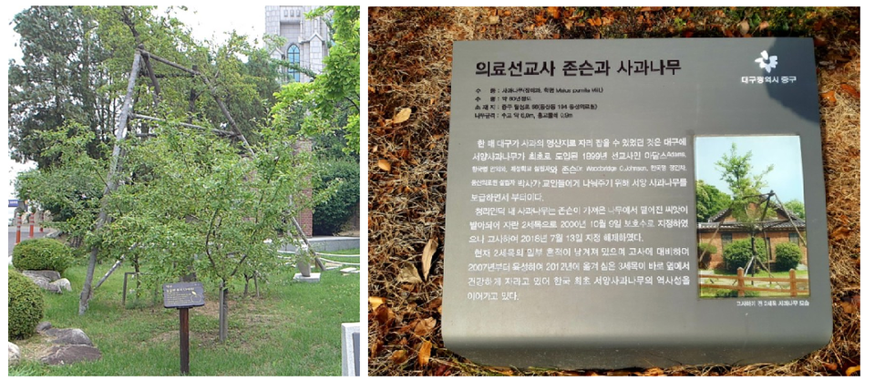 대구 동산의료원 앞 사과나무