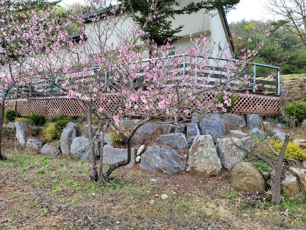 변화산기도원-복사꽃