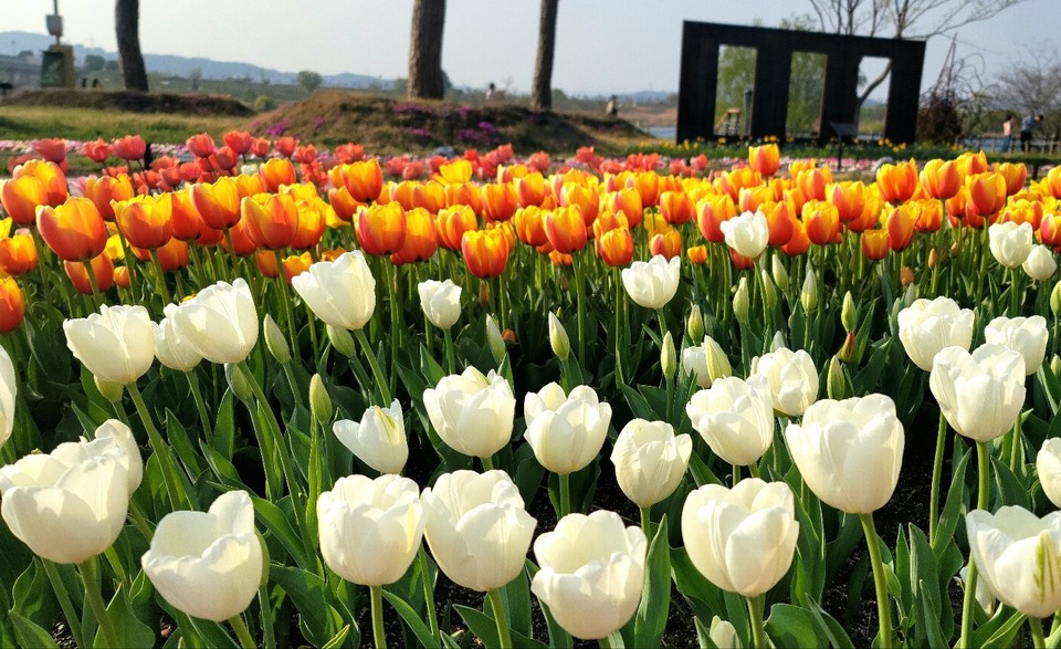 고난을 이겨낸 환희의 아침; 2023년 대구시 송해공원