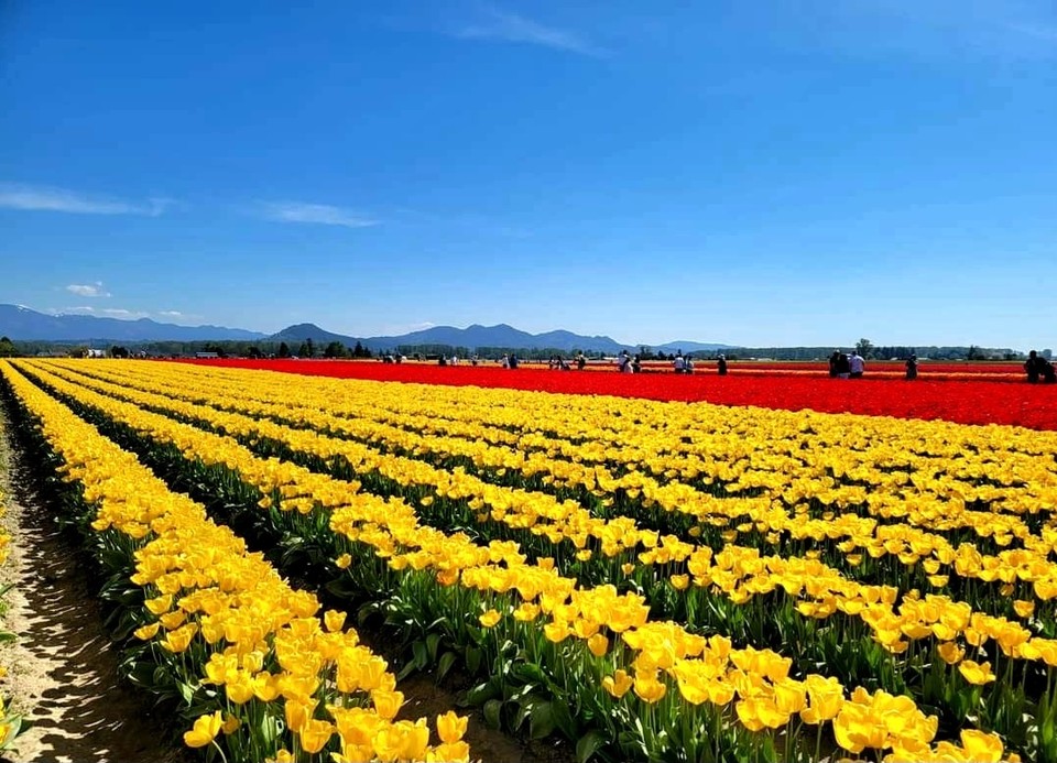 대지에 충만한 생명의 향연&nbsp; 미국 Mt Vernon, Wa 튤립농장 Ⓒ J. M. Jeong