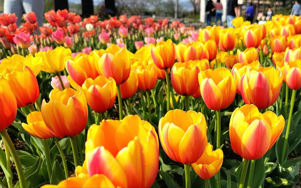 이긴자의 영광의 모습; 2023년 대구시 송해공원