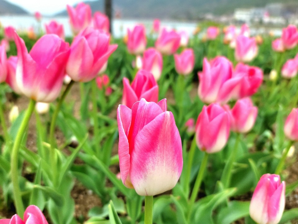 환하게 웃는 튜립, 승리의 면류관; 2023년 대구시 송해공원