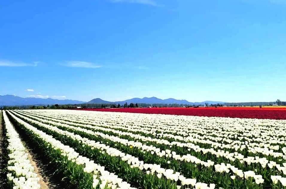 광활한 대지에 펼쳐진 생명의 향연; 미국 Mt Vernon, Wa 튤립농장 Ⓒ J. M. Jeong