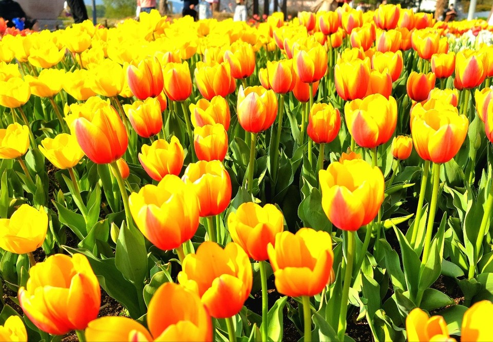 춤추는 튜립, 부활을 찬양한다.; 2023년 대구시 송해공원