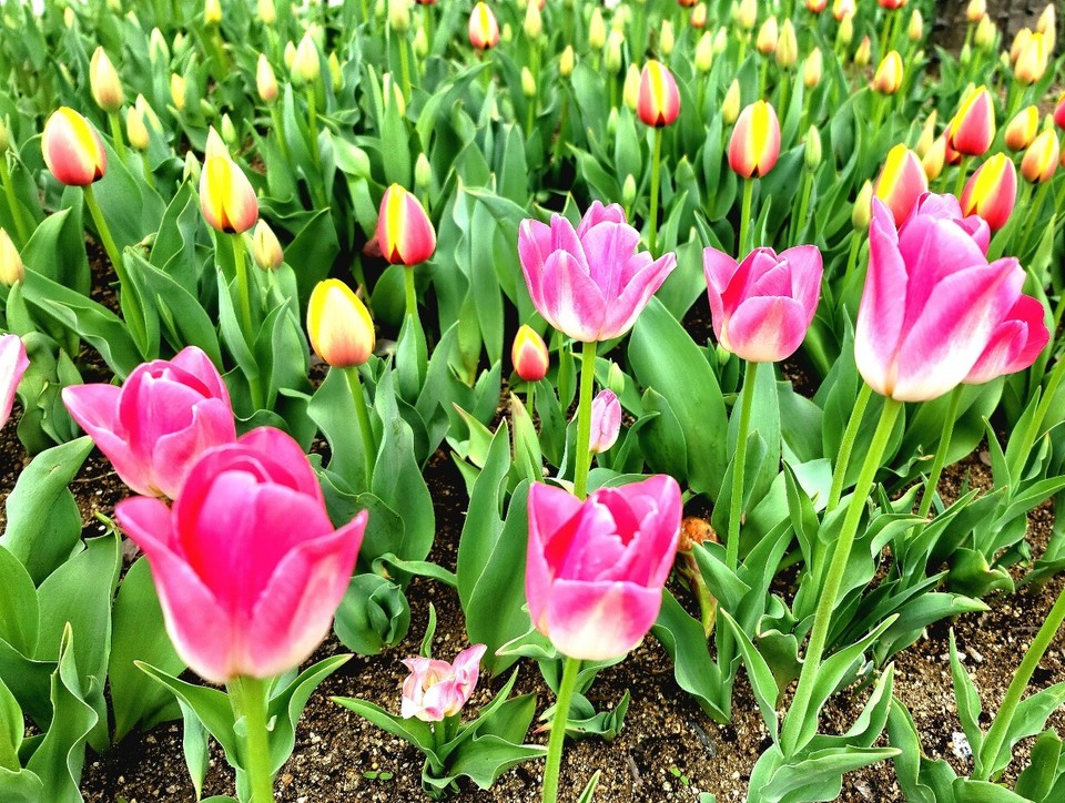 찬란한 아침; 2023년 대구시 송해공원