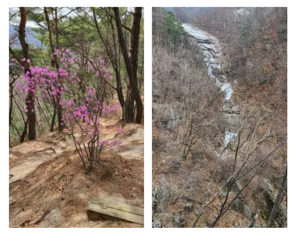 〆하산길의 진달래와 무지치 폭포(홍폭)전경 (사진 조성연)